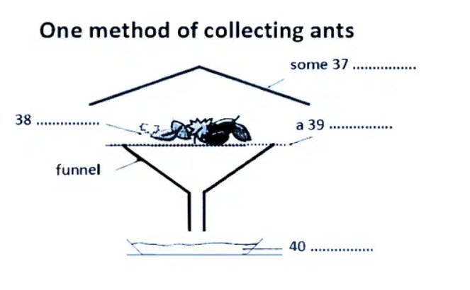 Collecting Ant Specimens Question 37-40. A figure for one method of collecting ants.